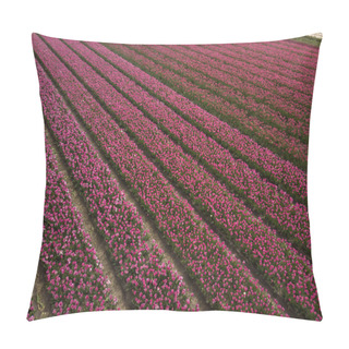 Personality  Beautiful Tulip Flowers Grow In Rural Field Of Horthern Holland,Netherlands Pillow Covers