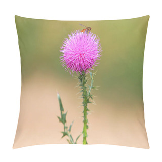 Personality  Spiny Plumeless Thistle With Purple Flower, Carduus Acanthoides Pillow Covers