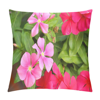 Personality  Pink Orchids In The Nature At The Park Pillow Covers