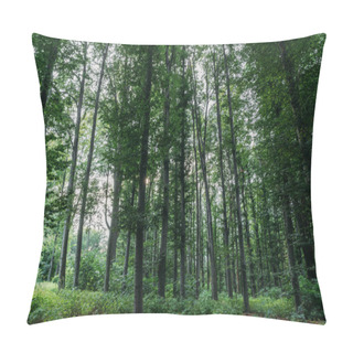 Personality  Dramatic Shot Of Green Forest On Cloudy Day Pillow Covers