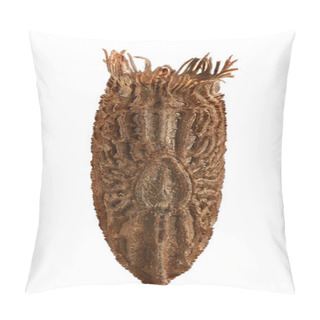 Personality  Egg Of Tessellated Spiny Flying Stick - Diesbachia Tamyris, Isol Pillow Covers