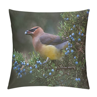 Personality  A Cedar Waxwing Eating A Blue Berry Off An Evergreen Tree In The Pillow Covers