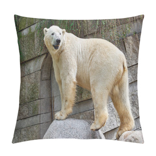 Personality  White Polar Bear At The Zoo Pillow Covers