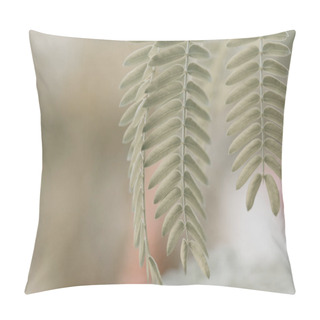 Personality  Acacia Leaves At Blurred Background Pillow Covers