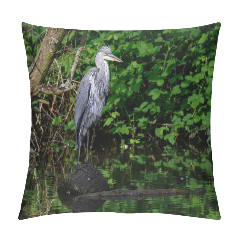 Personality  Grey heron standing on a log in a river in Kent, UK. The heron has its neck bent. Grey heron (Ardea cinerea) in Kelsey Park, Beckenham, Greater London. The park is famous for its herons. pillow covers