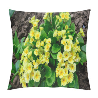 Personality  Many Light Yellow Flowers Of Primula Plant Also Known As Cowslip Or Common Cowslip Primrose In A Sunny Spring Garden, Beautiful Outdoor Floral Background Pillow Covers
