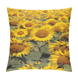 Personality  Field Of Sunflowers Pillow Covers