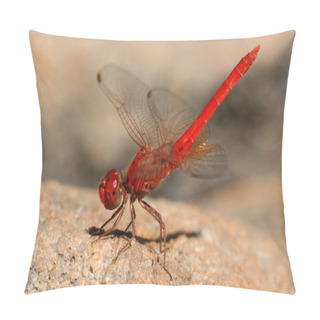 Personality  Red Dragonfly Pillow Covers