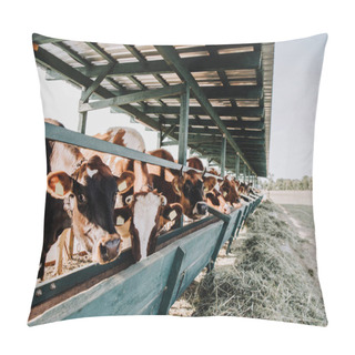 Personality  Brown Domestic Beautiful Cows Eating In Stall At Farm Pillow Covers