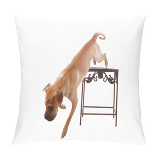 Personality  Gog Jumping. Pillow Covers