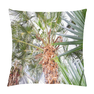 Personality  Palm Leaves In A Tropical Greenhouse.Natural Background. Pillow Covers