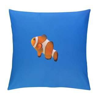 Personality  Clown Fish Pillow Covers