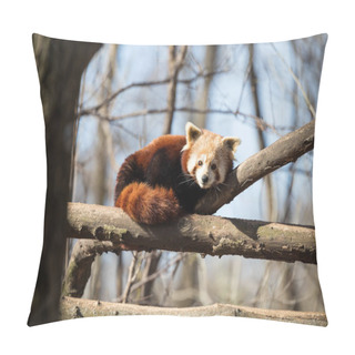 Personality  Portrait Of Red Panda Cat Bear Lying On Tree Pillow Covers