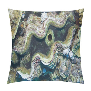 Personality  Fluted Giant Clam Or Scaly Clam (Tridacna Squamosa), Red Sea, Egypt, Africa Pillow Covers