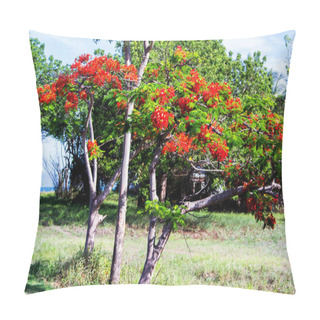 Personality  Royal Poinciana Tree In Australia Pillow Covers