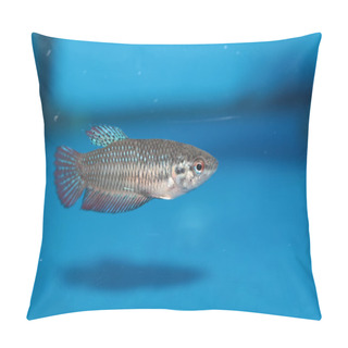 Personality  Female Of Siamese Fighting Fish (Betta) Aquarium Fish Pillow Covers
