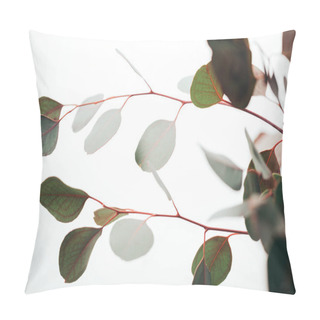 Personality  Close Up Of Eucalyptus Branches Isolated On White Pillow Covers