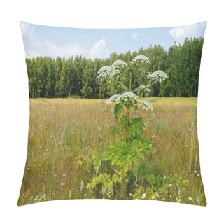 Personality  Cow Parsnip Blooms Pillow Covers