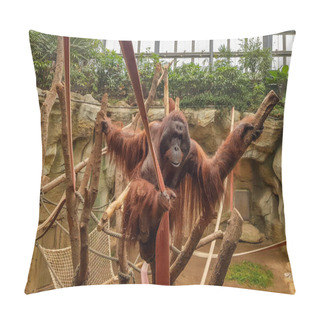 Personality  Orangutan In A Zoo Pillow Covers