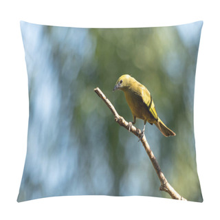 Personality  Grey Bird. A Sayaca Tanager Also Know As Sanhaco Perched On The Branch. Species Thraupis Sayaca. Birdwatching. Birding. Bird Lover. Pillow Covers