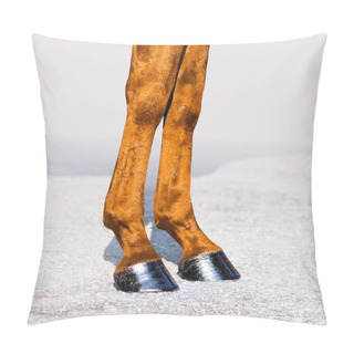 Personality  Horse Legs With Hooves. Skin Of Chestnut Horse. Pillow Covers