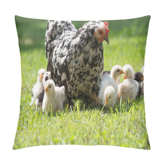 Personality  Hen With Chicks Pillow Covers