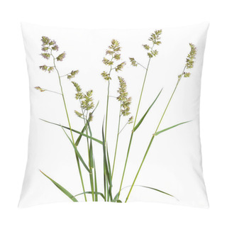 Personality  Dactylis Glomerata, Also Known As Cock's-foot, Orchard Grass, Or Cat Grass. Isolated. Pillow Covers