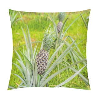 Personality  Pineapple Tropical Ripe Fruit Growing In Garden. Pillow Covers
