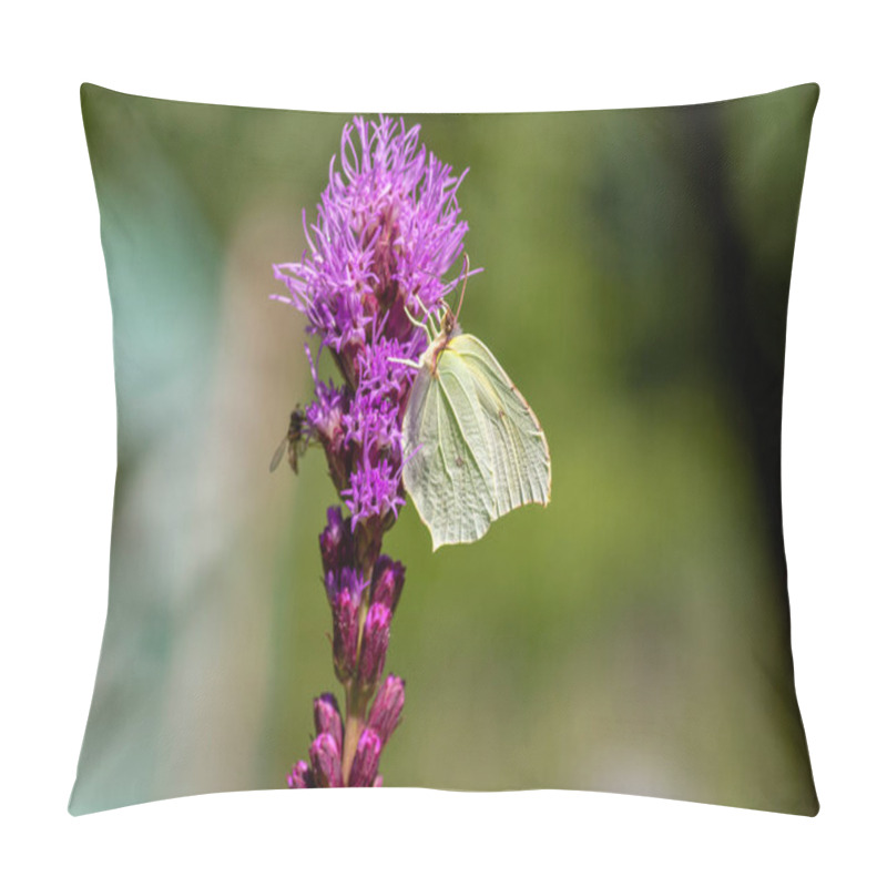 Personality  Gonepteryx Rhamni Butterfly Sitting On Liatris Spicata Deep Purple Flowering Flowers, Beautiful Animal With Yellow White Wings Pillow Covers