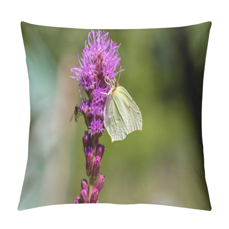 Personality  Gonepteryx rhamni butterfly sitting on Liatris spicata deep purple flowering flowers, beautiful animal with yellow white wings pillow covers