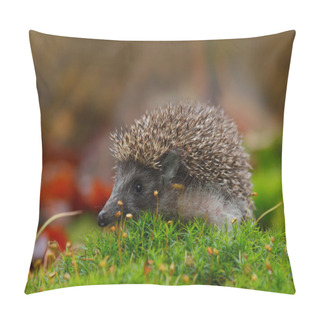 Personality  West European Hedgehog Pillow Covers