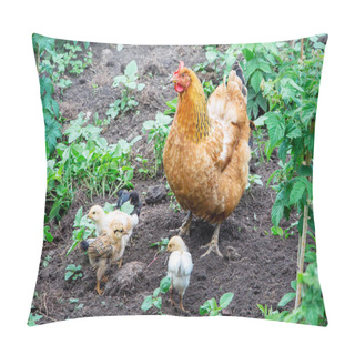 Personality  Orange Chicken With Small Chickens Looking For Food. Chicken Worries About Their Small Chicks Pillow Covers