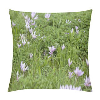 Personality  Autumn Crocus - Colchicum Autumnale Plant In Meadow Pillow Covers