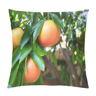 Personality  Grapefruit Pillow Covers