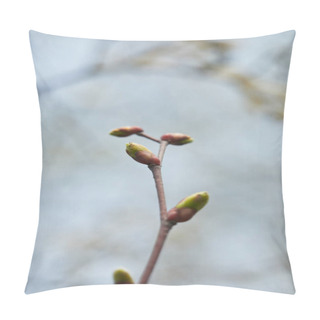 Personality  Close Up Of Tree Branch With Closed Buds On Blurred Grey Background Pillow Covers