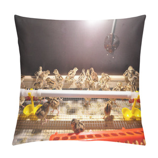 Personality  Pheasant Chickens In A Brooder Under A Warm Lamp. Egg Incubation, Farming, Agriculture Pillow Covers