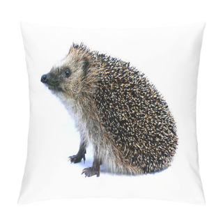 Personality  Forest Hedgehog Sitting Pillow Covers