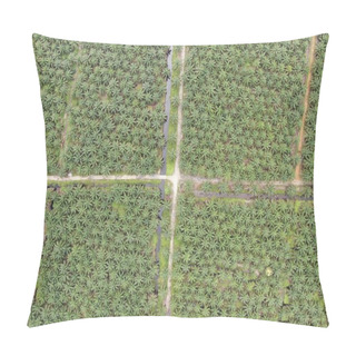 Personality  The Palm Oil Estates At Sarawak, The Borneo Island, Malaysia Pillow Covers