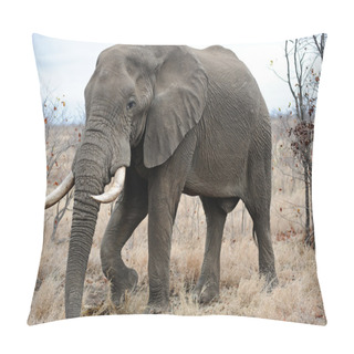 Personality  Old Male Elephant Pillow Covers
