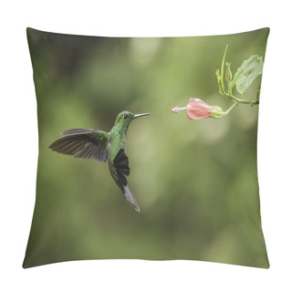Personality  Stripe-tailed Hummingbird Pillow Covers