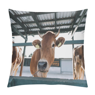 Personality  Portrait Of Brown Domestic Beautiful Cow Standing In Stall At Farm Pillow Covers