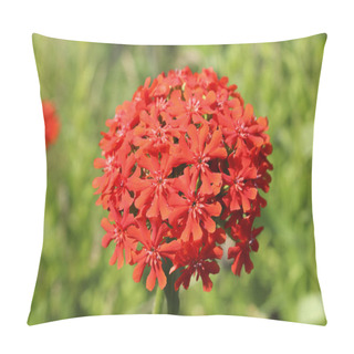 Personality  A Bunch Of Red Flowers Lychnis Closeup. Decorative Flowers. Pillow Covers