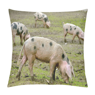 Personality  Sow Of Bayeux Pillow Covers