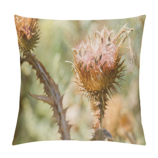 Personality  Macro Of Dry Cirsium Vulgare, Also Called Spear Thistle, Bull Thistle, Or Common Thistle, Growing On The Hill Close To The Lake. Kiev, Ukraine Pillow Covers