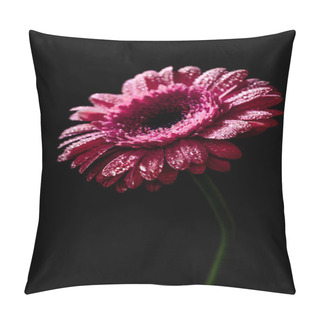 Personality  Close Up Of Fresh Pink Gerbera With Drops On Petals, Isolated On Black Pillow Covers