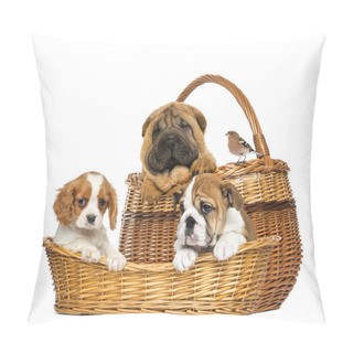 Personality  Sharpei, Cavalier King Charles, English Bulldog Puppies And Comm Pillow Covers