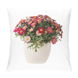 Personality  Blooming Multi-colored Daisy Chrysanthemums (Argyranthemum Frutescens) In The Ceramic Pot Isolated On White Background Pillow Covers