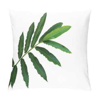 Personality  Torch Ginger Or Wild Ginger Leaves The Tropical Forest Flowering Plant In The Ginger Family, Zingiberaceae. Green Leaves Branch  Isolated On White Background With Clipping Path. Pillow Covers