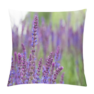 Personality  Sage Flowers, Salvia Officinalis, May, Dobrogea, Romania Pillow Covers