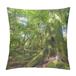 Personality  Big Tree In Rian Forrest. Pillow Covers